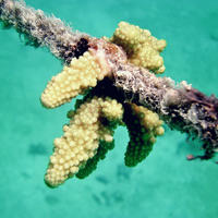A close up view of coral growing attached to rope at one of the coral restoration sites.