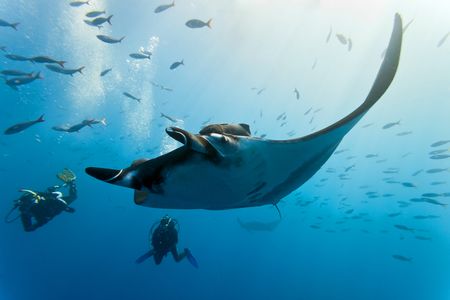 A close up on a large, graceful manta ray with two scuba divers observing it nearby as a school of fish swim higher in the water. Another manta ray can be seen further in the distance.