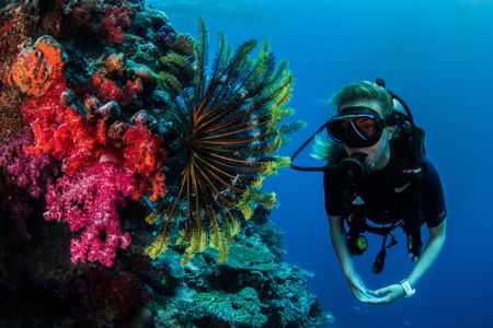 A person scuba diving in clear waters swimming right next to a large, fan-shaped piece of ocean vegetation attached to a bright red piece of coral.