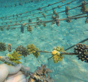 Coral Restoration