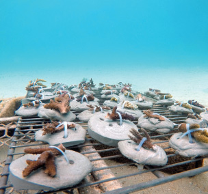 Coral Restoration