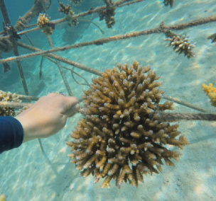 Coral Restoration