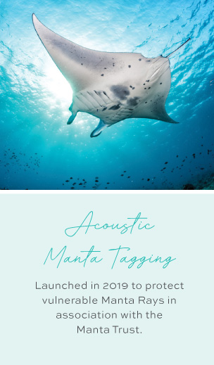 Acoustic Manta Tagging Launched in 2019 to protect vulnerable Manta Rays in association with the  Manta Trust. 
