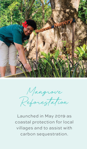 Mangrove Reforestation Launched in May 2019 as coastal protection for local villages and to assist with carbon sequestration