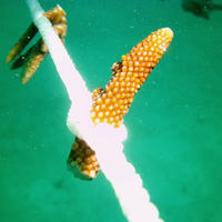 A close up view of two pieces of coral attached to rope at one of the coral restoration sites.