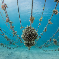 A view from underneath the coral at one of the underwater coral restoration sites.