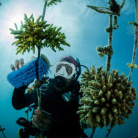 A person in diving gear cleaning the rope used to hold the coral at one of the underwater coral restoration sites.