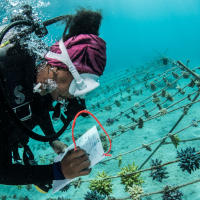 A person in diving gear writing notes underwater at one of the coral farms at Kokomo Private Island.