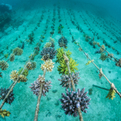 Coral Restoration