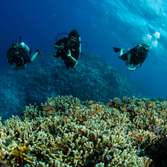 A group of divers viewing coral at Kokomo Island Fiji