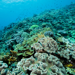 Coral reefs at Kokomo Island Fiji