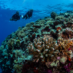 Two divers viewing coral at Kokomo Island Fiji