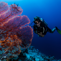 A diver viewing a large, vibrant piece of coral at Kokomo Island Fiji