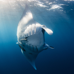 A large manta swimming through clear ocean waters at Kokomo Island Fiji