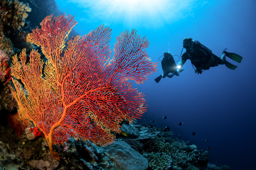 Certified Diving at Kokomo Private Island Fiji.