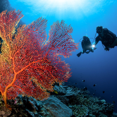 Certified Diving at Kokomo Private Island Fiji