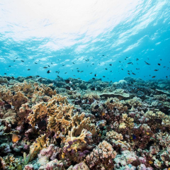 Coral Dives at Kokomo Private Island Fiji