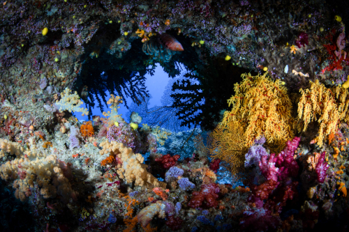 Dive Sites at Kokomo Private Island Fiji