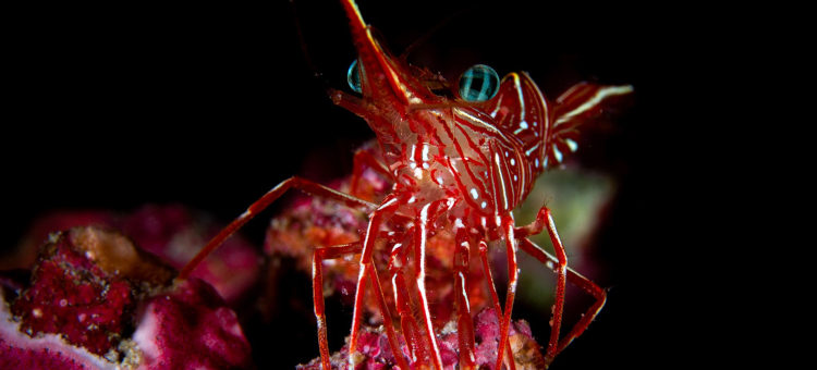 Macro Dives at Kokomo Private Island Fiji