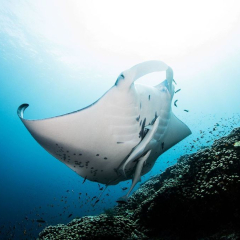 Manta Cleaning at Kokomo Private Island Fiji