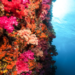 Wall Dives at Kokomo Private Island Fiji