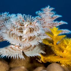 Christmas Tree Worms at Kokomo Private Island Fiji