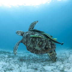 Green Turtle at Kokomo Private Island Fiji