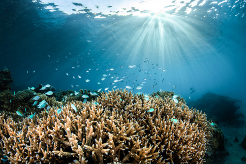 Marine Highlights at Kokomo Private Island Fiji