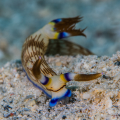 Lined Nembrotha Nudibranch at Kokomo Private Island Fiji