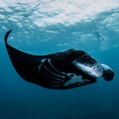 Manta Rays at Kokomo Private Island Fiji