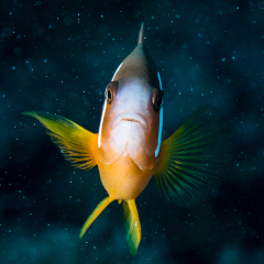 Pink Anemonefish at Kokomo Private Island Fiji