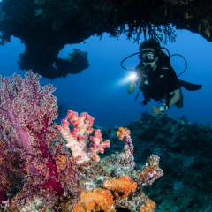 Soft Coral at Kokomo Private Island Fiji