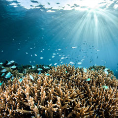 Marine Highlights at Kokomo Private Island Fiji