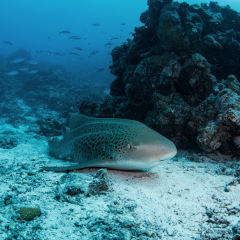 Zebra Shark at Kokomo Private Island Fiji