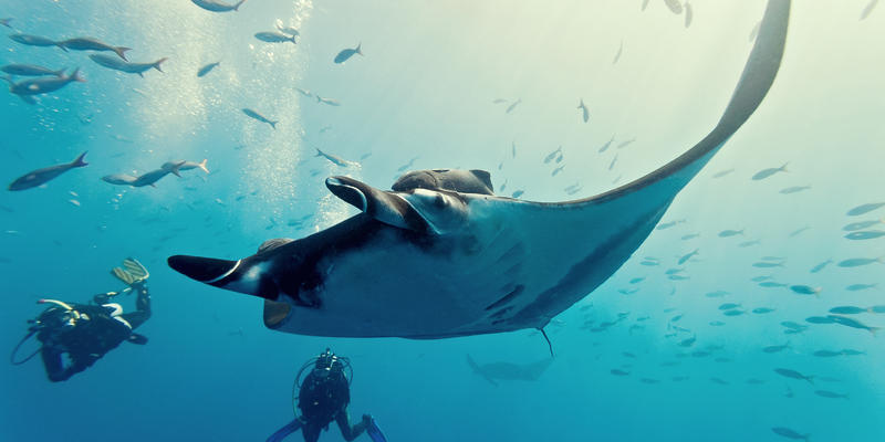 A large manta ray being viewed by divers at Kokomo Private Island Fiji
