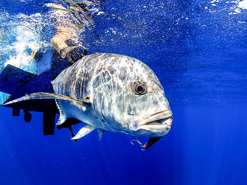 Reef Fishing at Kokomo Private Island Fiji