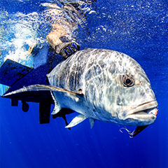 Reef Fishing at Kokomo Private Island Fiji