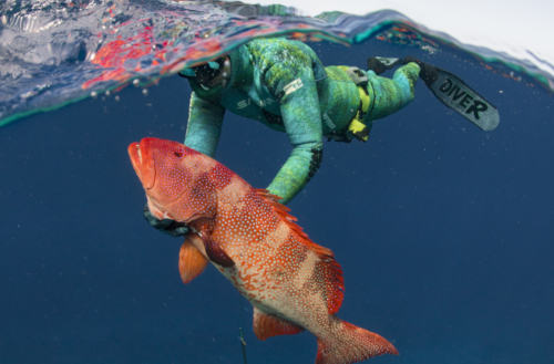 A guest spearfishing on a Kokomo Private Island Fiji fishing trip