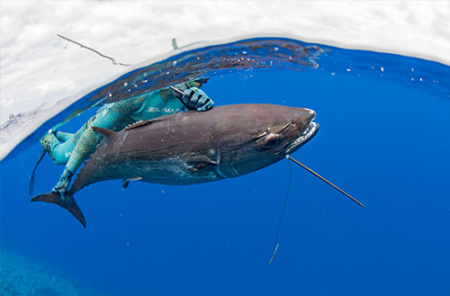 A guest spearfishing on a Kokomo Private Island Fiji fishing trip