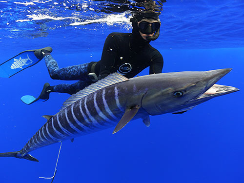 Spearfishing at Kokomo Private Island Fiji