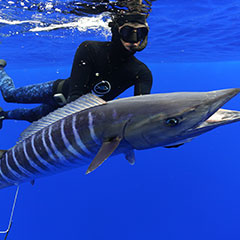 Spearfishing at Kokomo Private Island Fiji