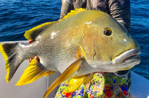 A guest holding a large sports fish caught on a Kokomo Private Island Fiji fishing trip