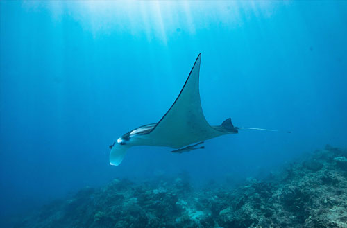 An underwater image of a large manta ray gliding through the water