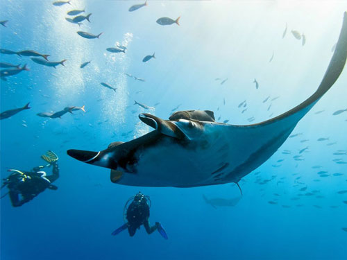 Marine Adventures at Kokomo Private Island Fiji