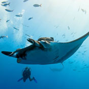 Marine Adventures
