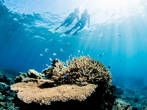 Snorkelling at Kokomo Private Island Fiji