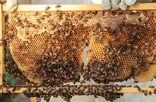 Bees covering a fresh piece of honeycomb being held up over a beehive.