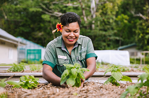 A farm team member planting a small green plant at the Kokomo Private Island Fiji farm.