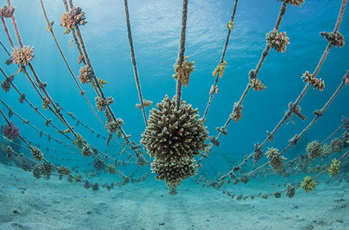 An underwater image of the coral restoration initiatives at Kokomo Island Fiji