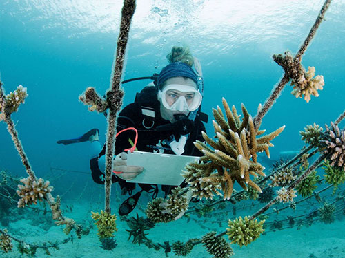 Sustainability at Kokomo Private Island Fiji